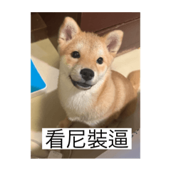 最萌柴柴