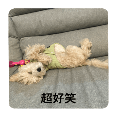 福寶特輯
