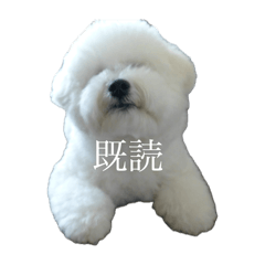 Charlie_20250329123251