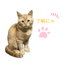 coco_20250330122135