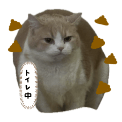 とうふたんぽぽ
