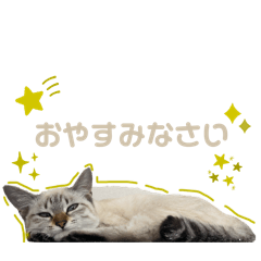 White brown cat stickers
