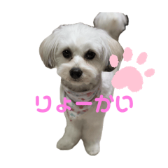 wakana_20250330141028