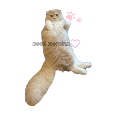 mochi_loki_leo