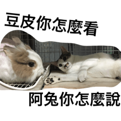 Rabbit&cat Together