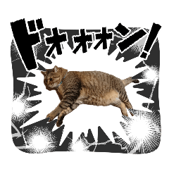 my cat!sora