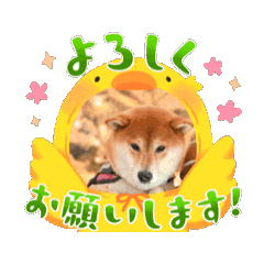 mayu_20250330201800