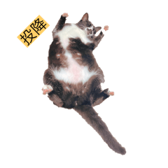 橘貓黑貓生