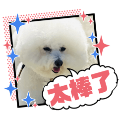 比熊咪將2