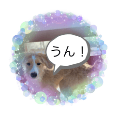 Dog stamp Sora