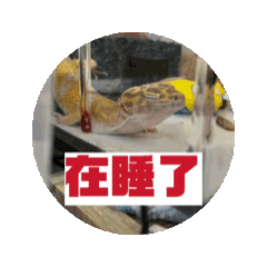 豹紋守宮—嘎米的日常