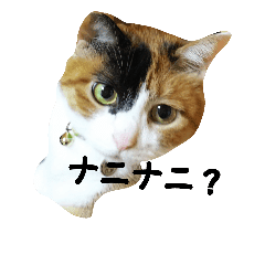 可愛い三毛猫の気持ちを表した一言です Line スタンプ Line Store