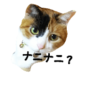 Feelings of cute three-headed cats