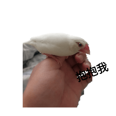 白文鳥照片