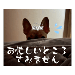 SMILE_2025