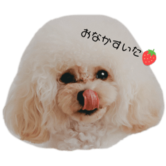 ami_20250330181826