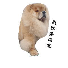 Chow Chow 1