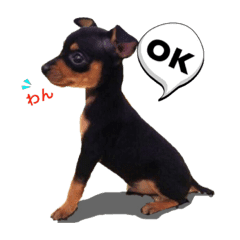 Miniature Pinscher Vell Line Stickers Line Store