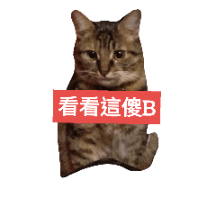 cat cute face