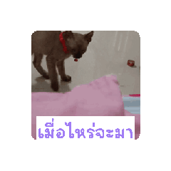 alice_20250329091101