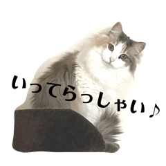 Haru_20250330172442