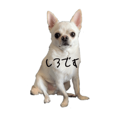 Shiro_20250330214723