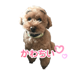 Cocoami_20250330212028