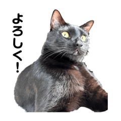 kuro_20250330232150