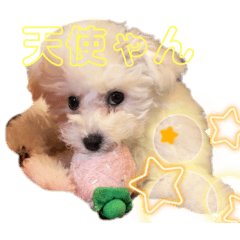 mao_20250330232709