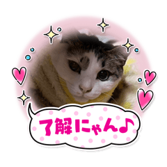 nao_20250331054556