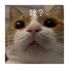 橘咪子
