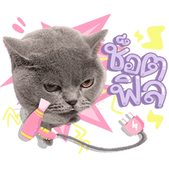 Momo the cat .