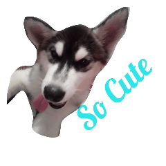 Moomoo Cute Dog
