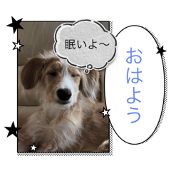 Dog stamp Sora additional version