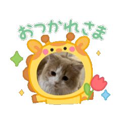 tom_20250331130209