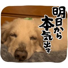 TIGER_20250331124535
