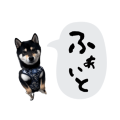 fukukitaru_20250331132201