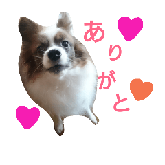 Dog is cherry