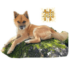 inu inunun