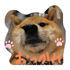 mako_20250331200559
