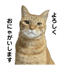 Tora cat meow stickers
