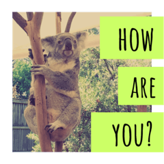 koala photo sticker
