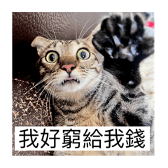 宋小虎的醜照合輯