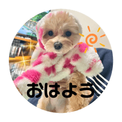 panda_20250331211343