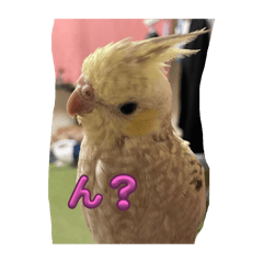 Pepe_20250331203018