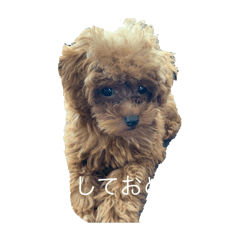 Shuma_20250331204105