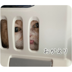 Ms_20250331162440