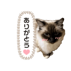 ema_20250331222935