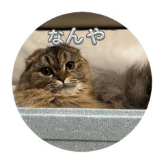 ryu_20250331231512