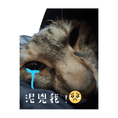 家中の咚&呆